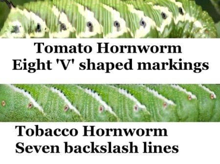 Tomato vs Tobacco Hornworm