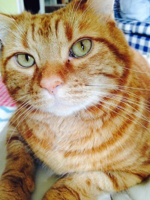 Jasper orange tabby cat