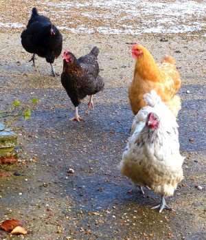Chickens running in a yard.