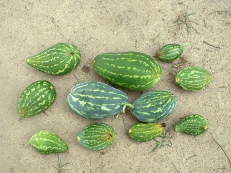watermelons with blossom end rot