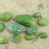 watermelons with blossom end rot