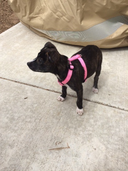 black puppy with pink harness