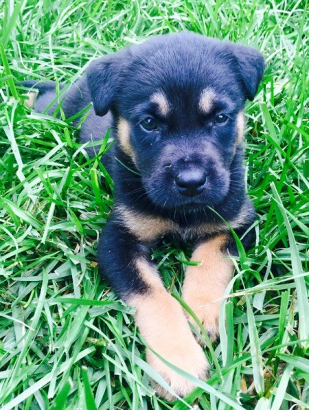 What Breed Is My Puppy? | ThriftyFun