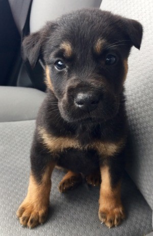 black and tan puppy on car seat