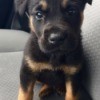 black and tan puppy on car seat