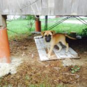brown puppy with dark muzzle
