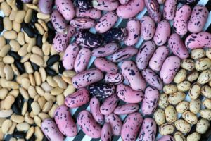 piles of dried beans