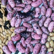 piles of dried beans