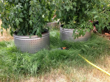 Washing Machine Tub Tomato Planters