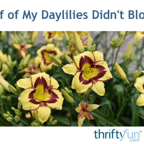 Half of My Daylilies Didn't Bloom ThriftyFun