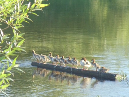 Baby Ducks on a Log