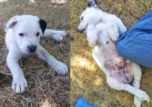 white puppy with black ear and spots on belly