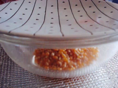 Popcorn in a microwavable bowl, covered with a plate.