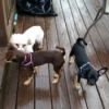 three dogs on deck