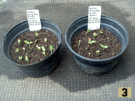 Should Floating Seeds Be Saved?