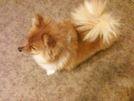 Shot from above of Todd the Pomeranian