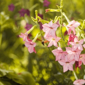 pink nicotiana flowers