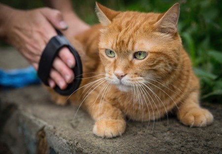 Grooming Your Cat Woman brushing a cat.