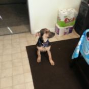 puppy sitting in kitchen