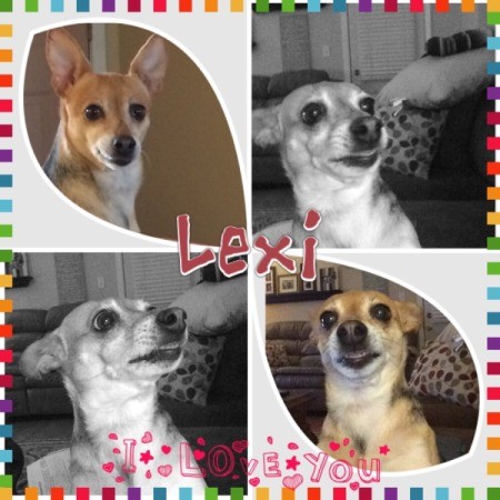 Lexi (Chihuahua Mix)