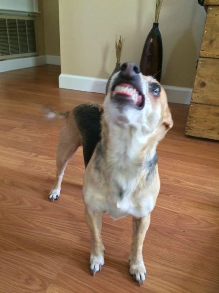 Lexi (Chihuahua Mix)