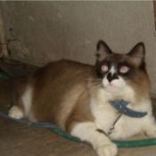 Cat Stopped Meowing Normally