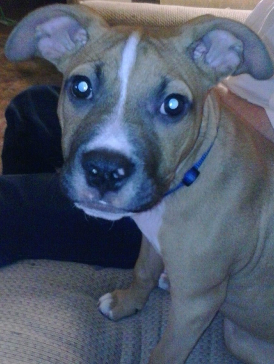 What Breed Is My Dog? ThriftyFun