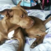 What Breed Is My Dog?
