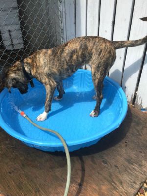 dog in plastic kiddy pool