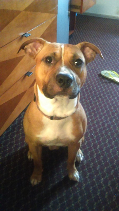 light brown Pit with white on neck and chest