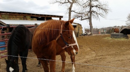 Ralphy (American Quarter Horse)