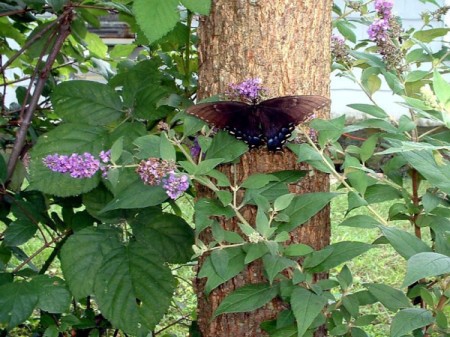 A butterfly perched on a butterfly bush.