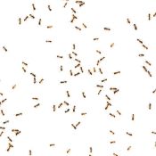 A bunch of ants on a white background.
