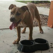 dog with tongue out drinking