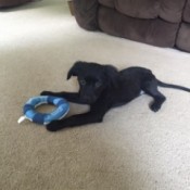 black puppy with toy