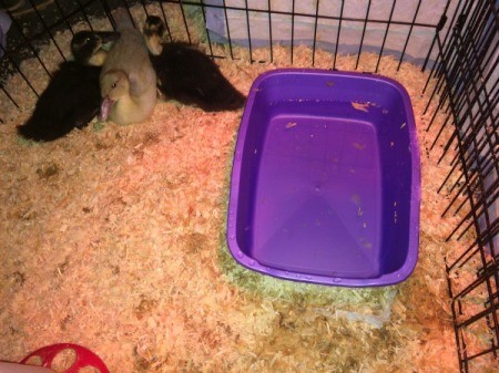 Tiny Swimming Pool for Baby Ducks