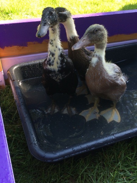 Tiny Swimming Pool for Baby Ducks