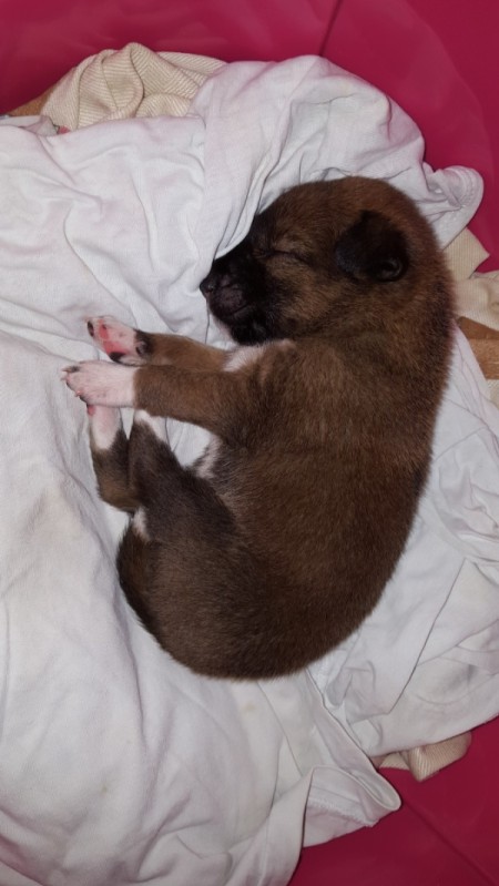 What Breed Is My Dog?