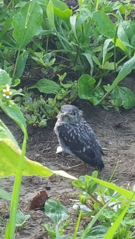 small speckled baby bird