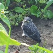 small speckled baby bird