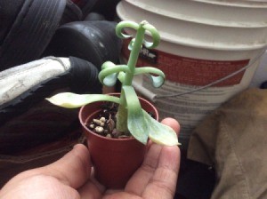 small potted succulent plant