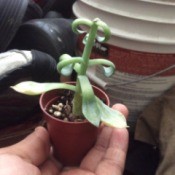 small potted succulent plant