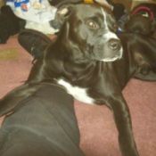 black dog with white on chest and nose