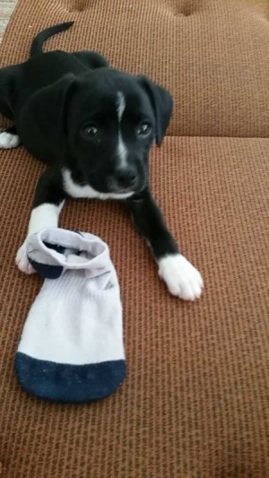 black and white puppy with sock