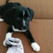 black and white puppy with sock