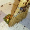roaches on broom