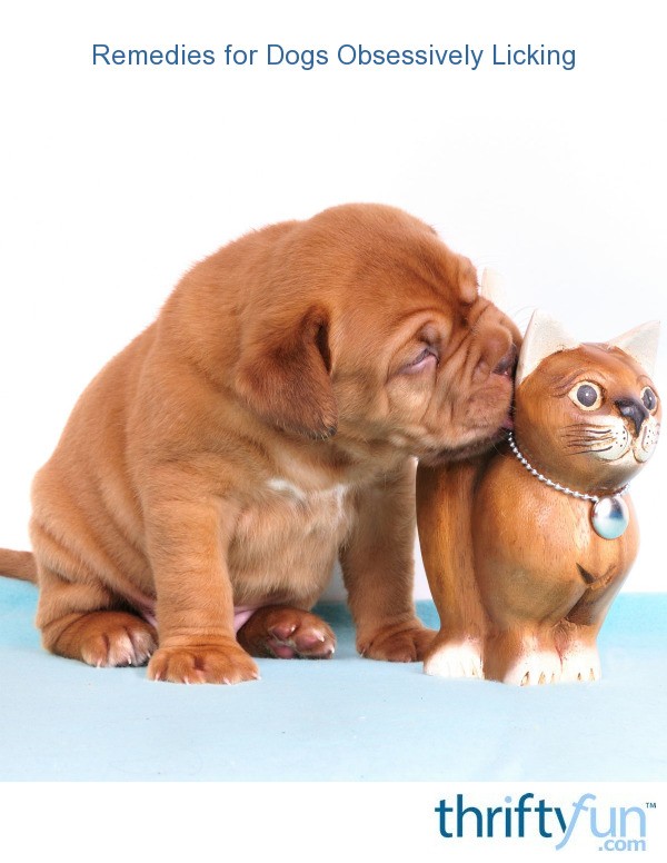 Remedies for Dogs Obsessively Licking? ThriftyFun