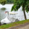 white swan paddle boat on lake or lagoon