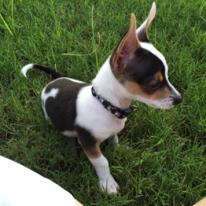 tricolored puppy with large stand up ears