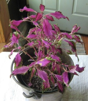 plant with pinkish purple foliage